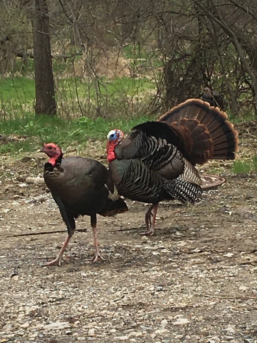 Wild Turkey - ML153952101