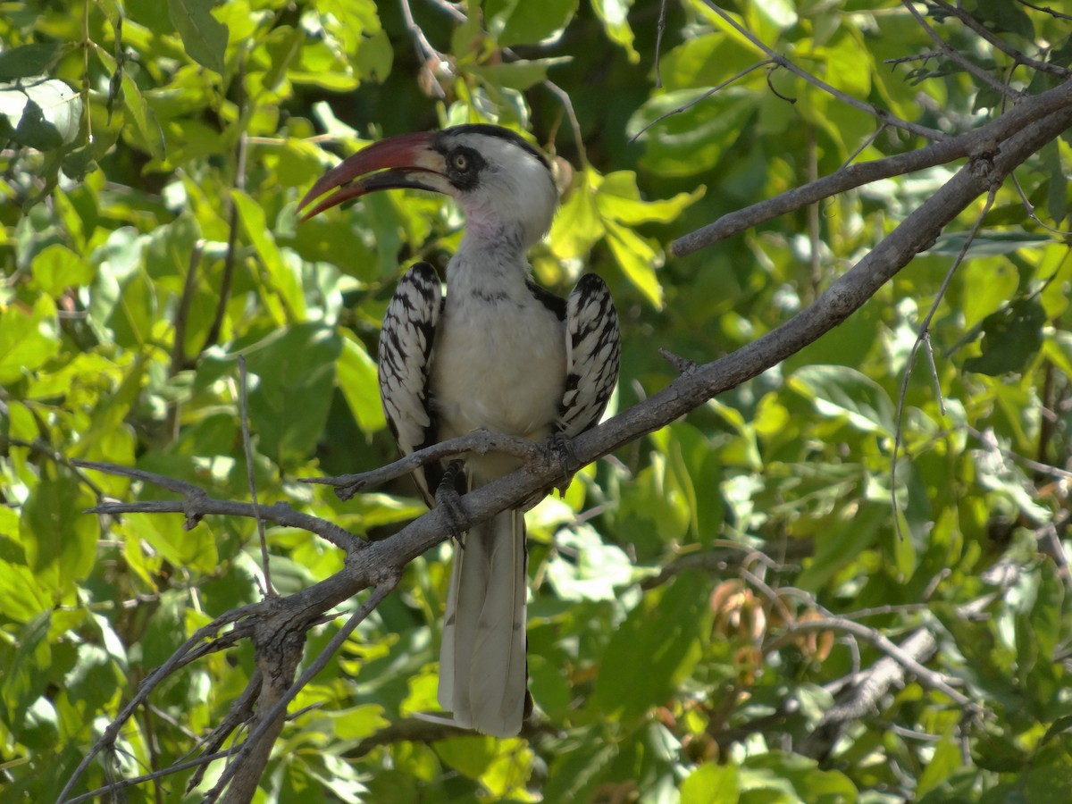 Tansaniatoko - ML153952461