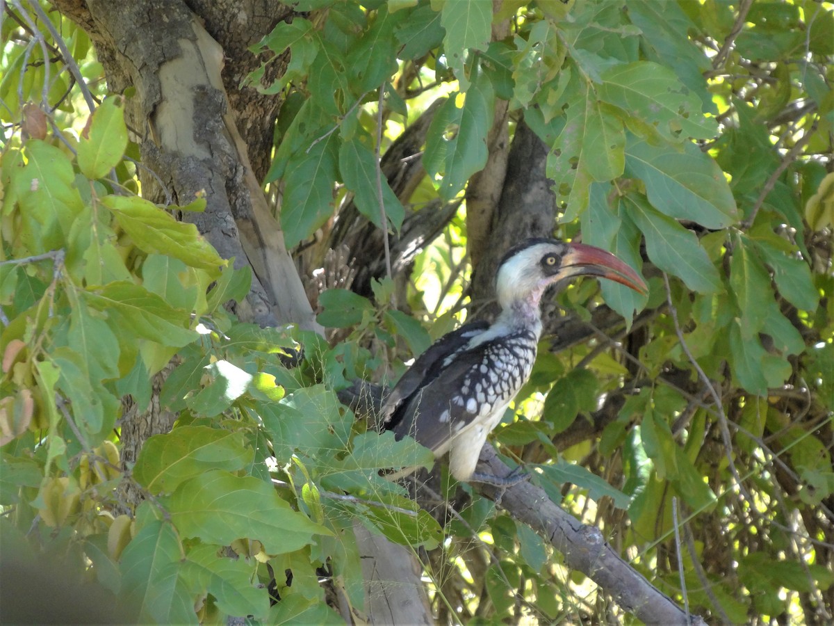 Tansaniatoko - ML153952481