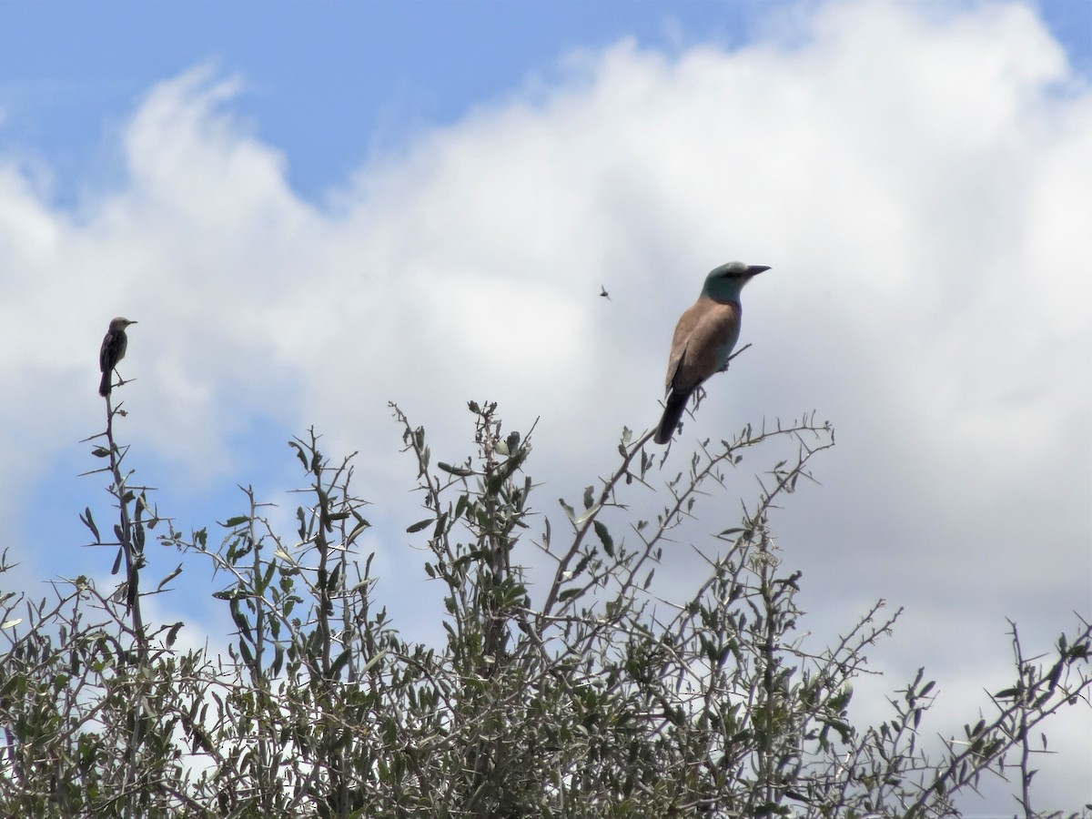 Strichelracke - ML153952651