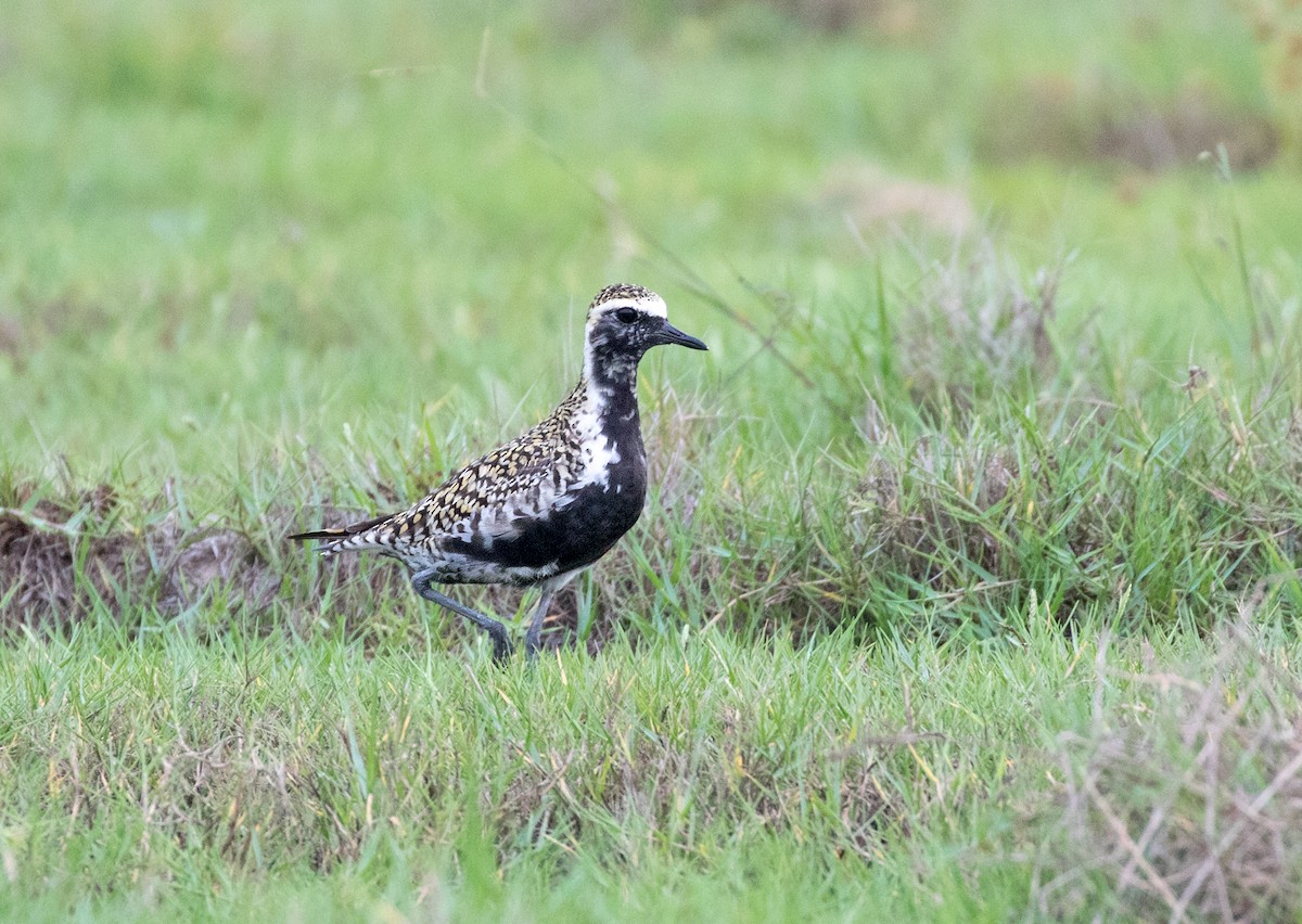 Pacific Golden-Plover - ML153955561