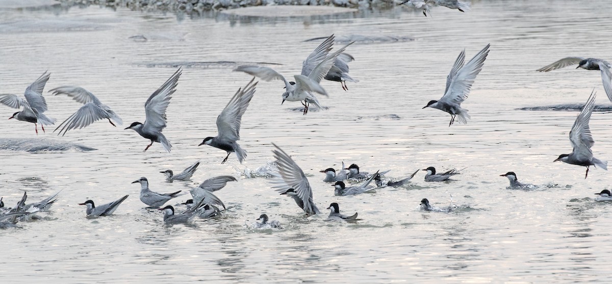 Whiskered Tern - ML153955601