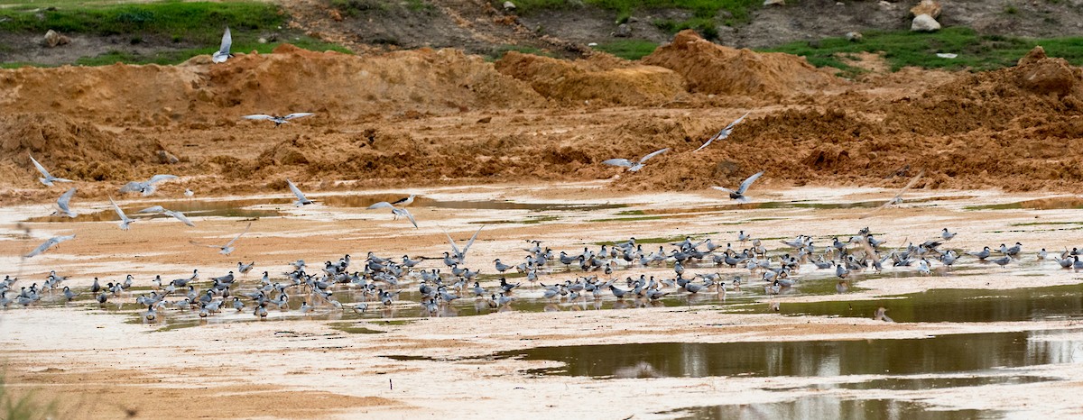 Whiskered Tern - ML153955611