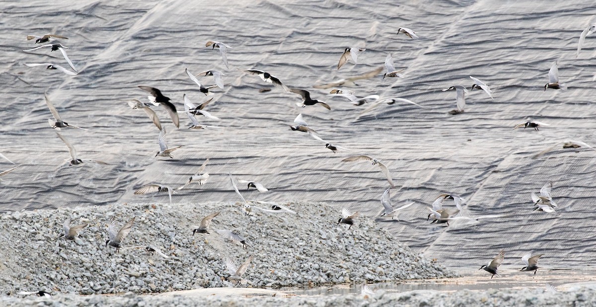 Whiskered Tern - ML153955631