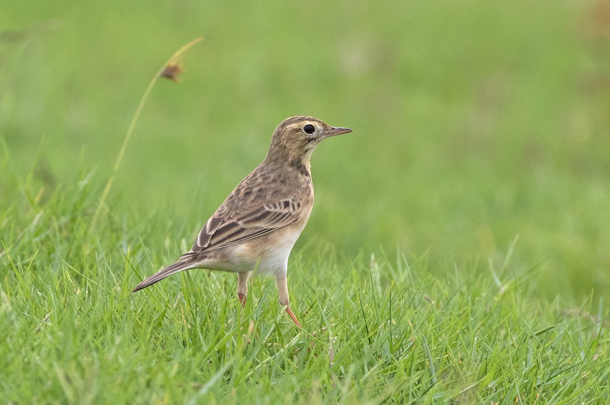 Richard's Pipit - ML153955661