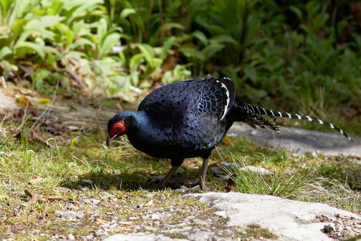 Mikado Pheasant - ML153955851