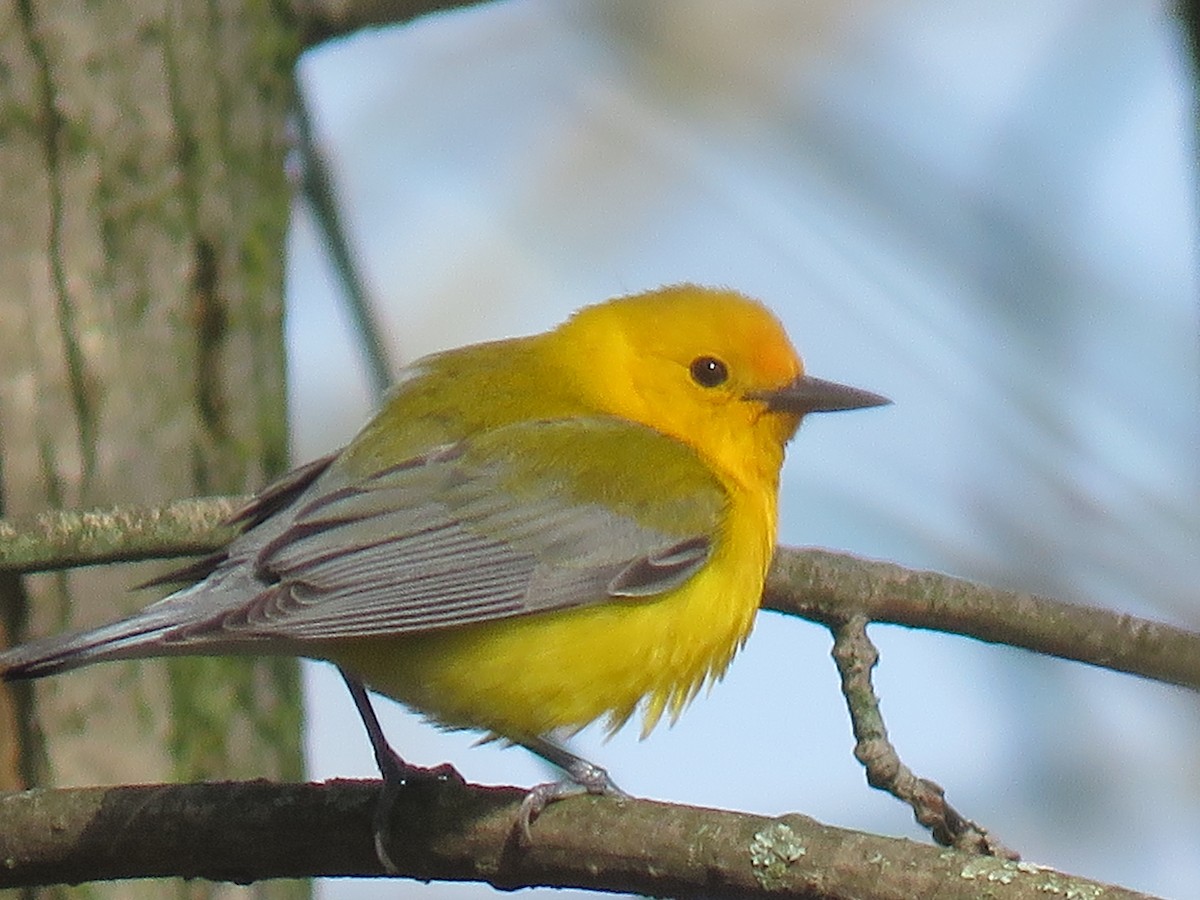 Prothonotary Warbler - Davis Balser