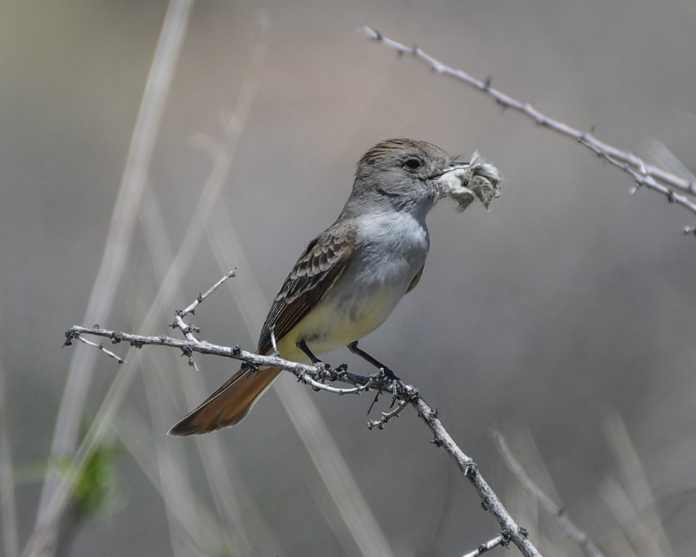 Ash-throated Flycatcher - josh Ketry