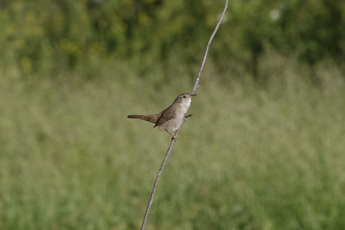 Northern House Wren - Jonny Wahl
