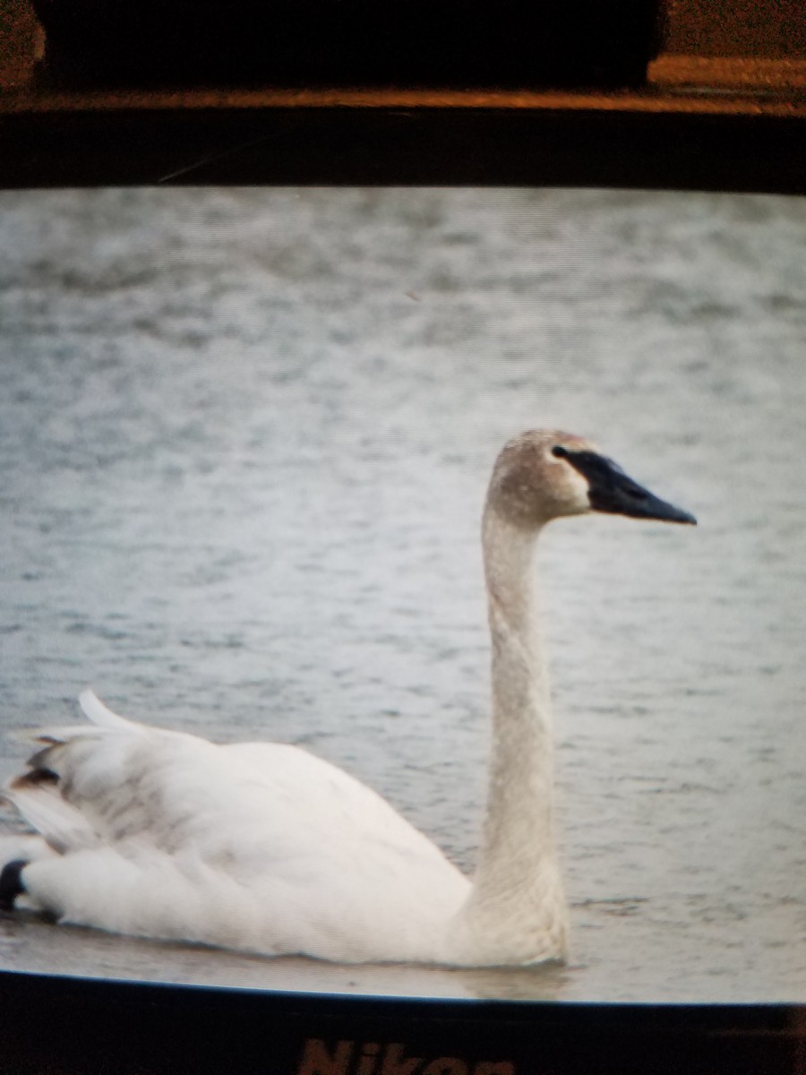 Trumpeter Swan - ML153960061