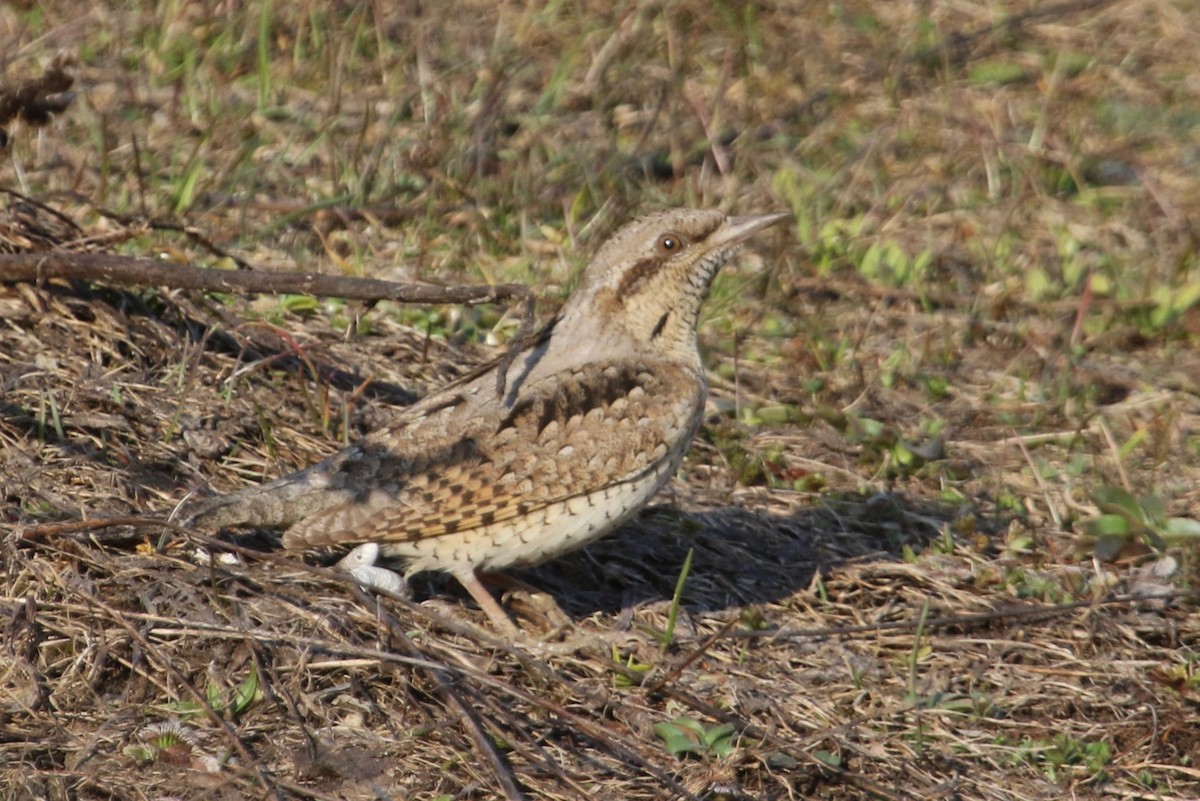 Eurasian Wryneck - ML153960371