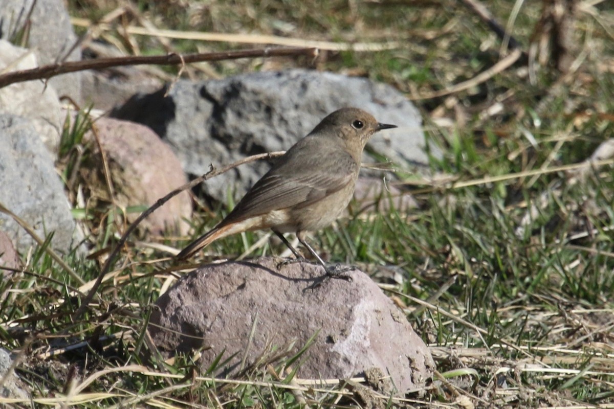 Black Redstart - ML153960421