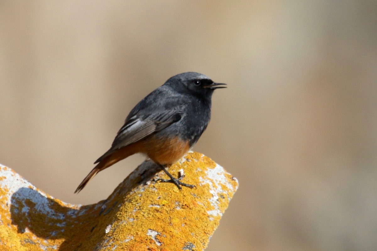 Black Redstart - ML153960431