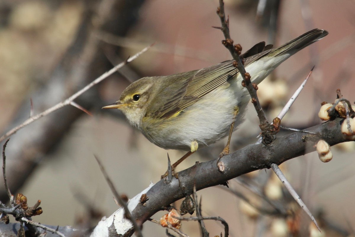 Willow Warbler - ML153960561