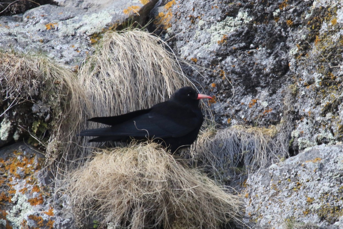 Red-billed Chough - ML153960601