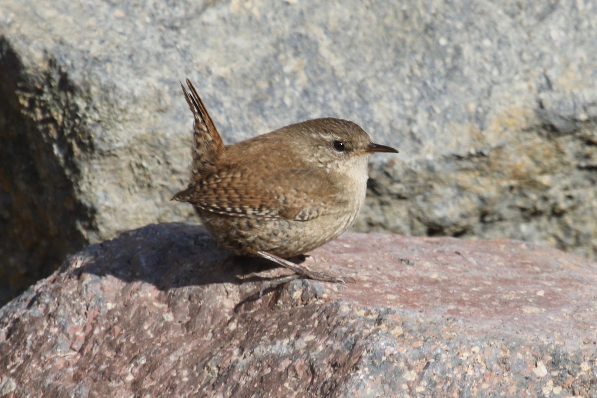 Eurasian Wren - ML153960691