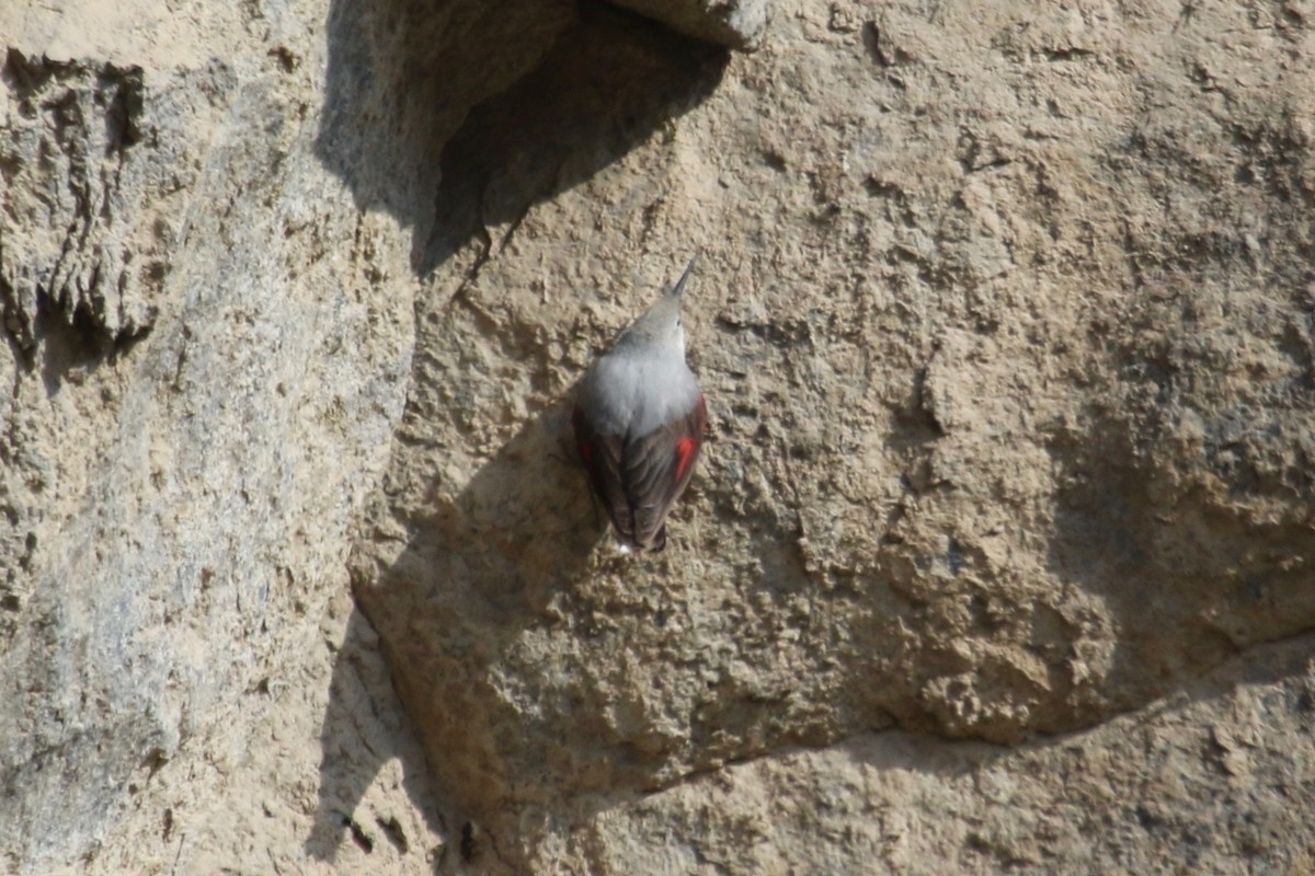 Wallcreeper - ML153960831