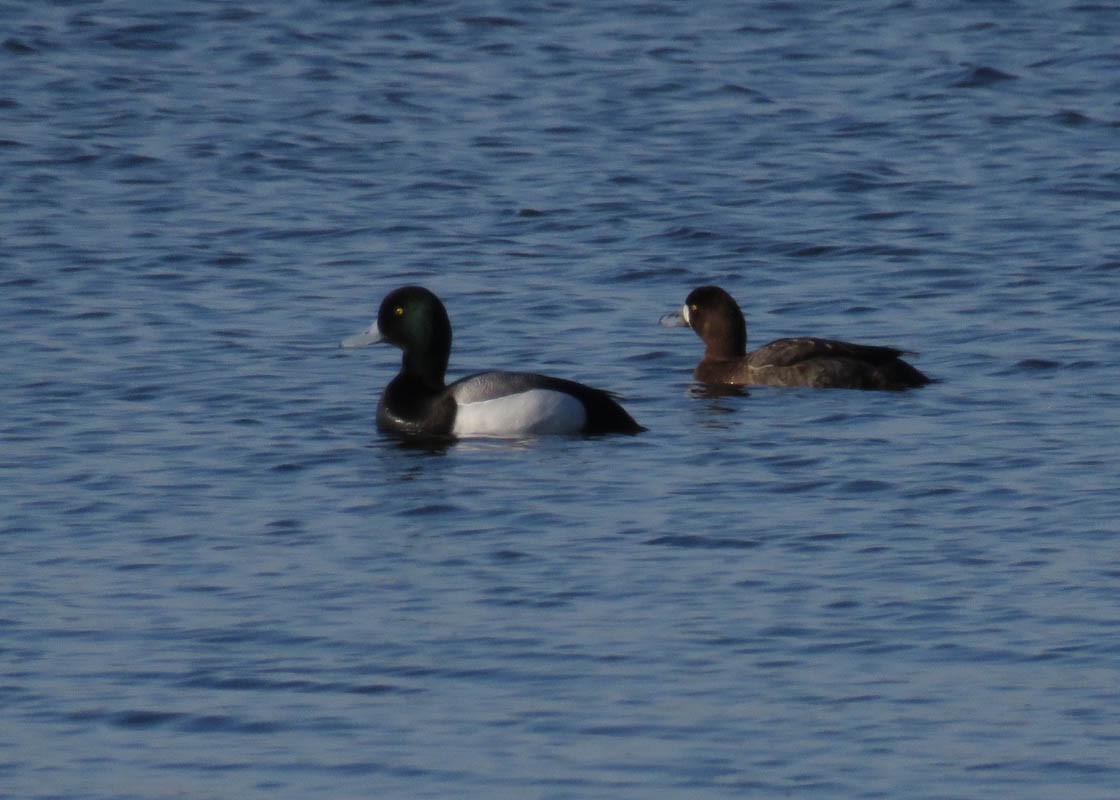 Greater Scaup - ML153964241
