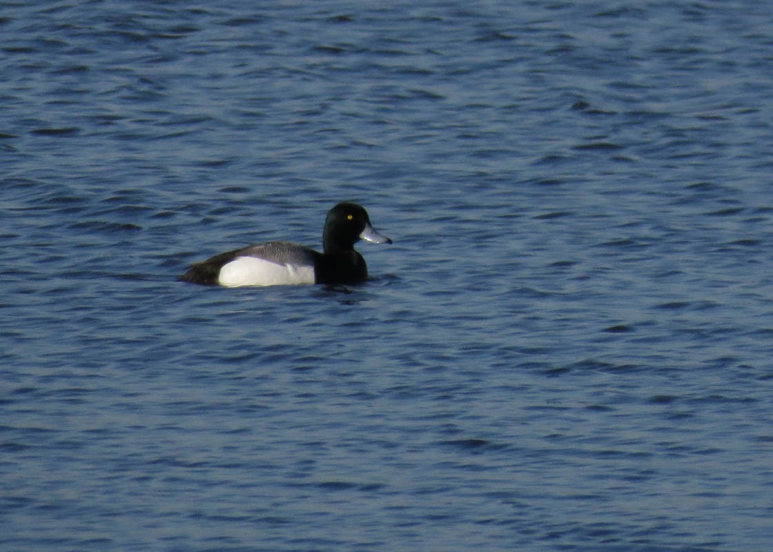 Greater Scaup - ML153964291