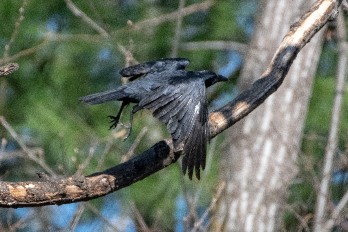 Fish Crow - Richard Littauer