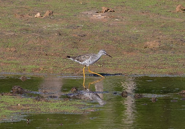 Lesser Yellowlegs - ML153966531