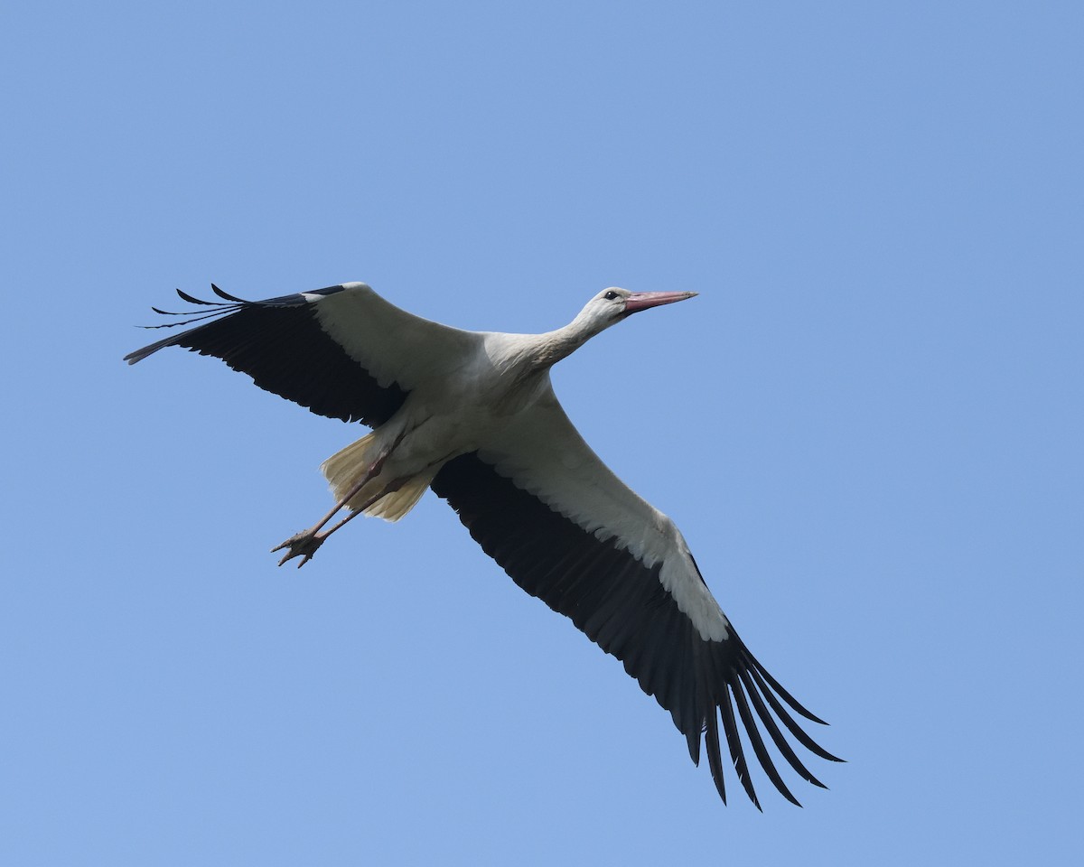 White Stork - ML153968611