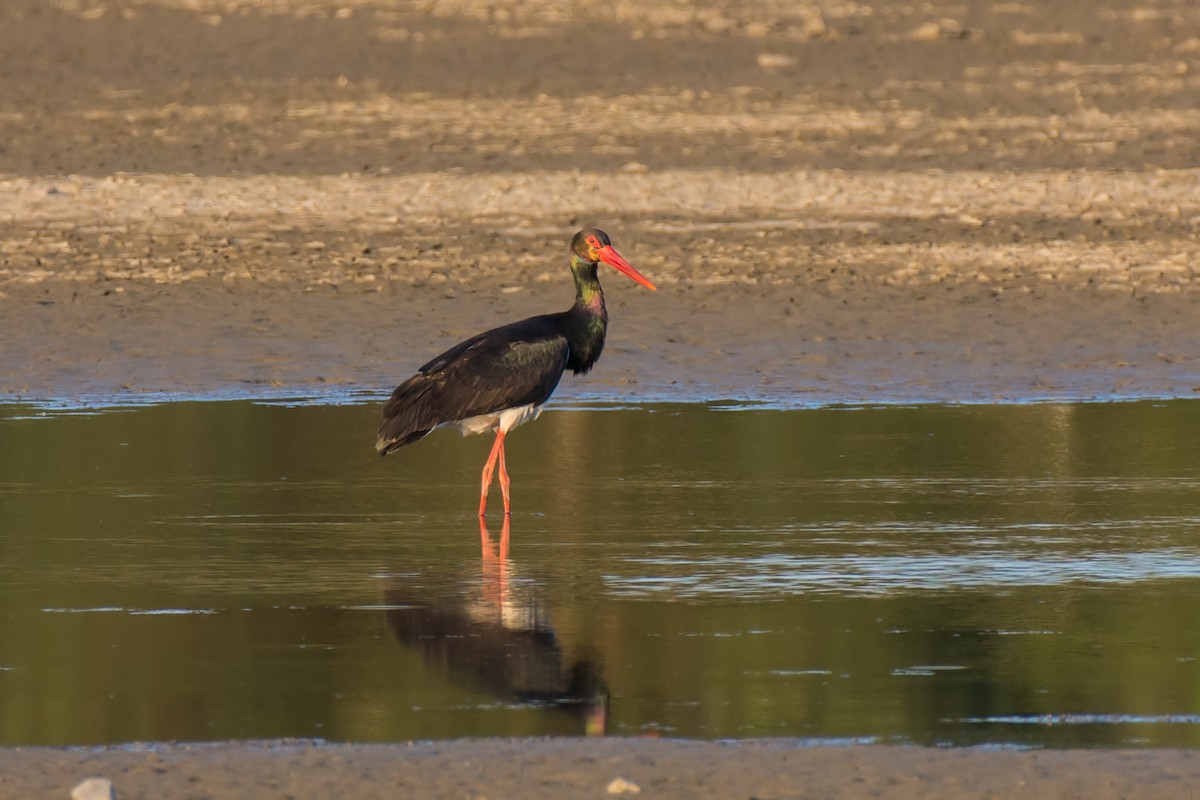 Black Stork - ML153971901