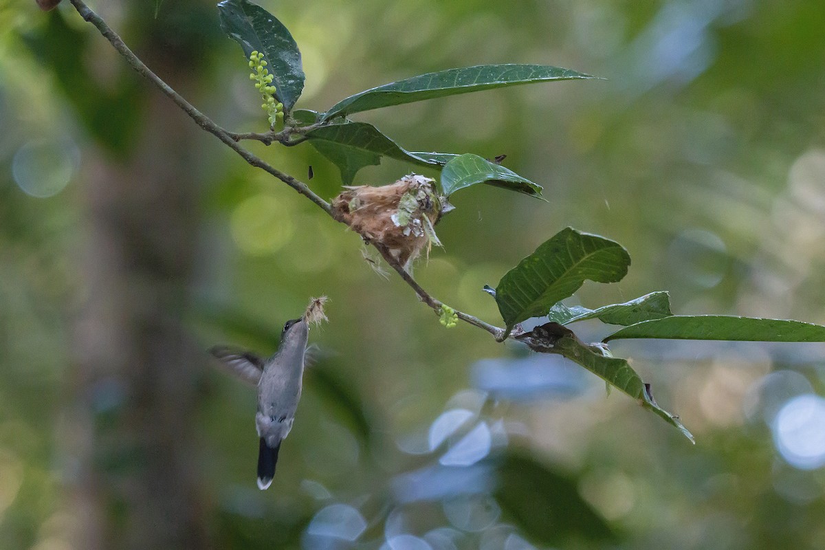 Violet-capped Woodnymph - ML153972731