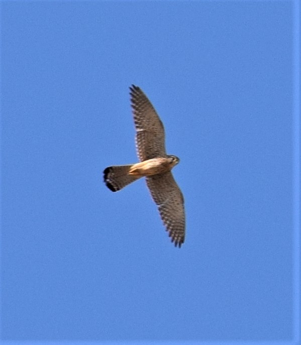 Eurasian Kestrel - ML153973541