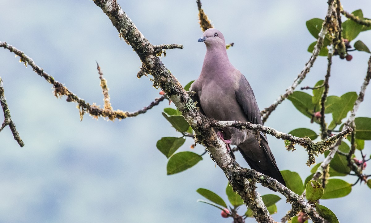 Plumbeous Pigeon - ML153974891