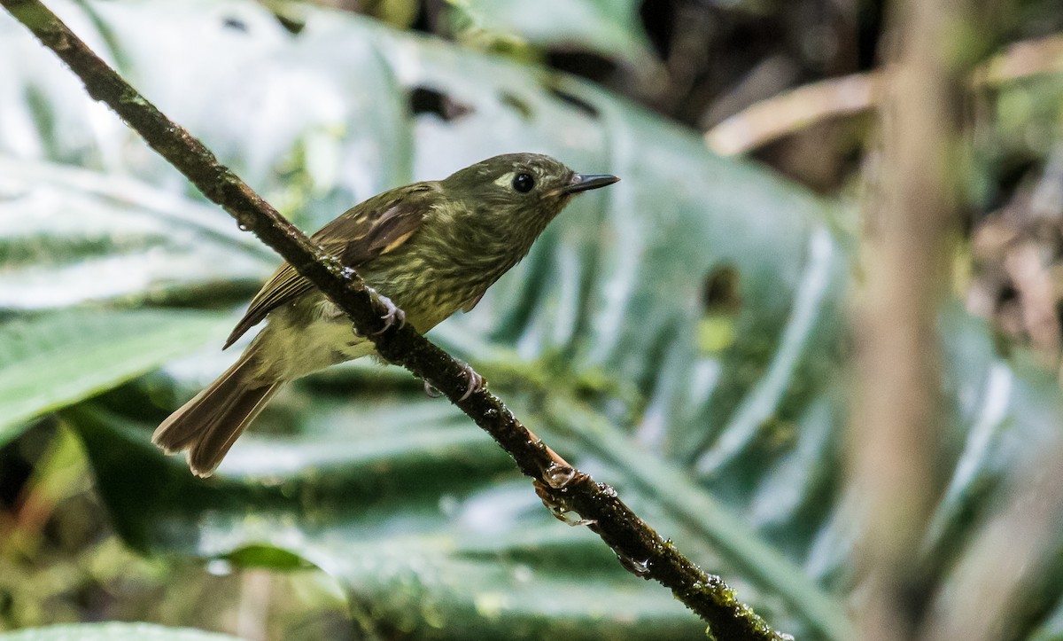 Olive-striped Flycatcher - ML153976021