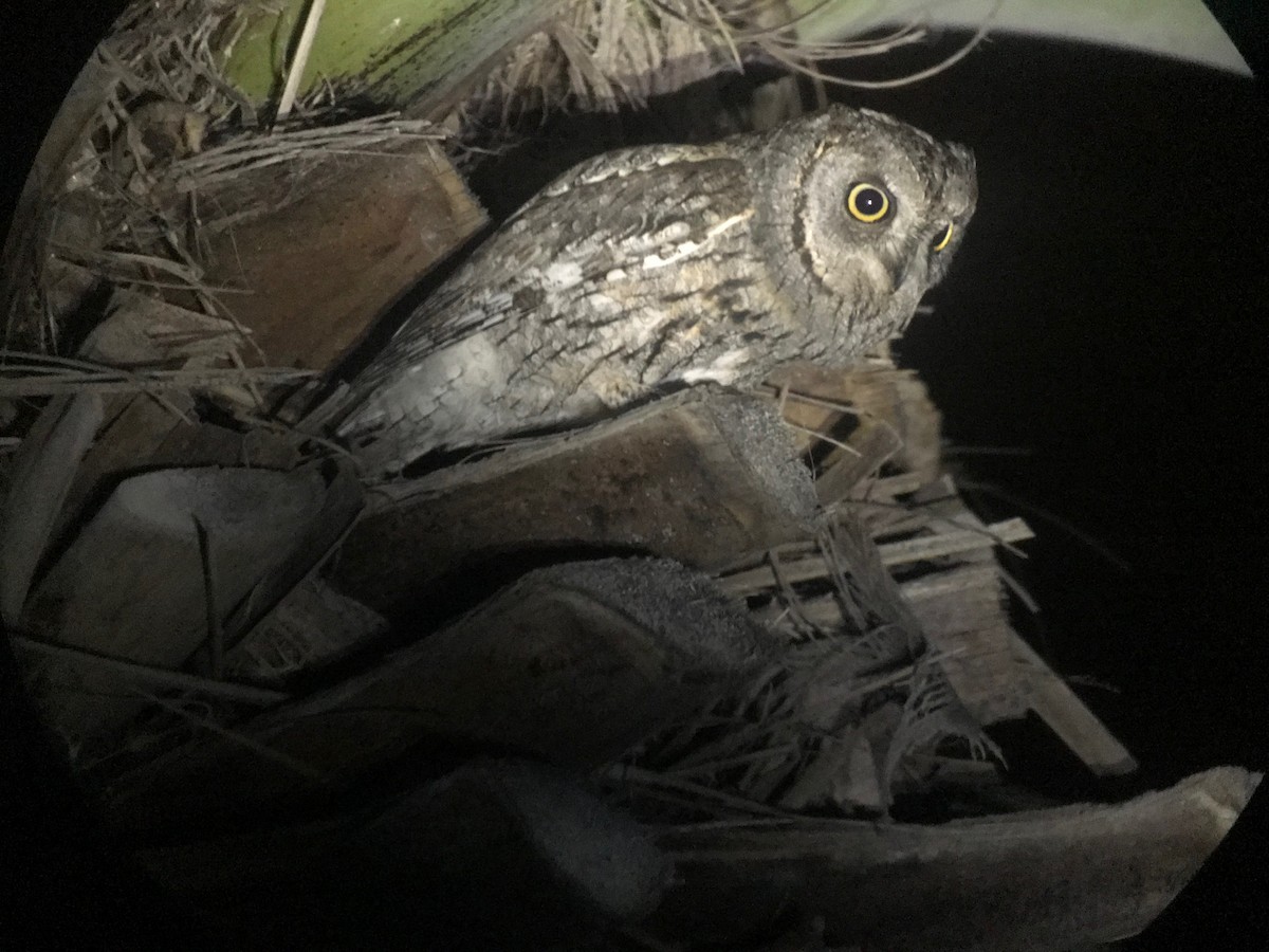 Eurasian Scops-Owl - Jakub Macháň