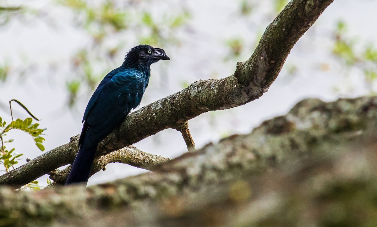 Greater Ani - David Monroy Rengifo