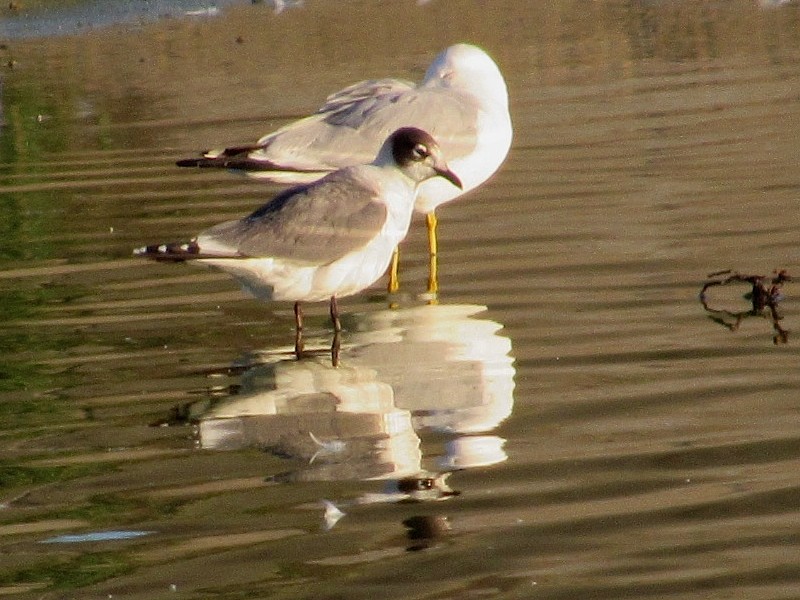 Mouette de Franklin - ML153979831