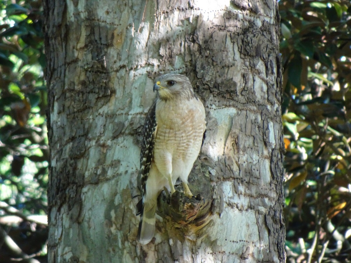 Red-shouldered Hawk - Julia Ray