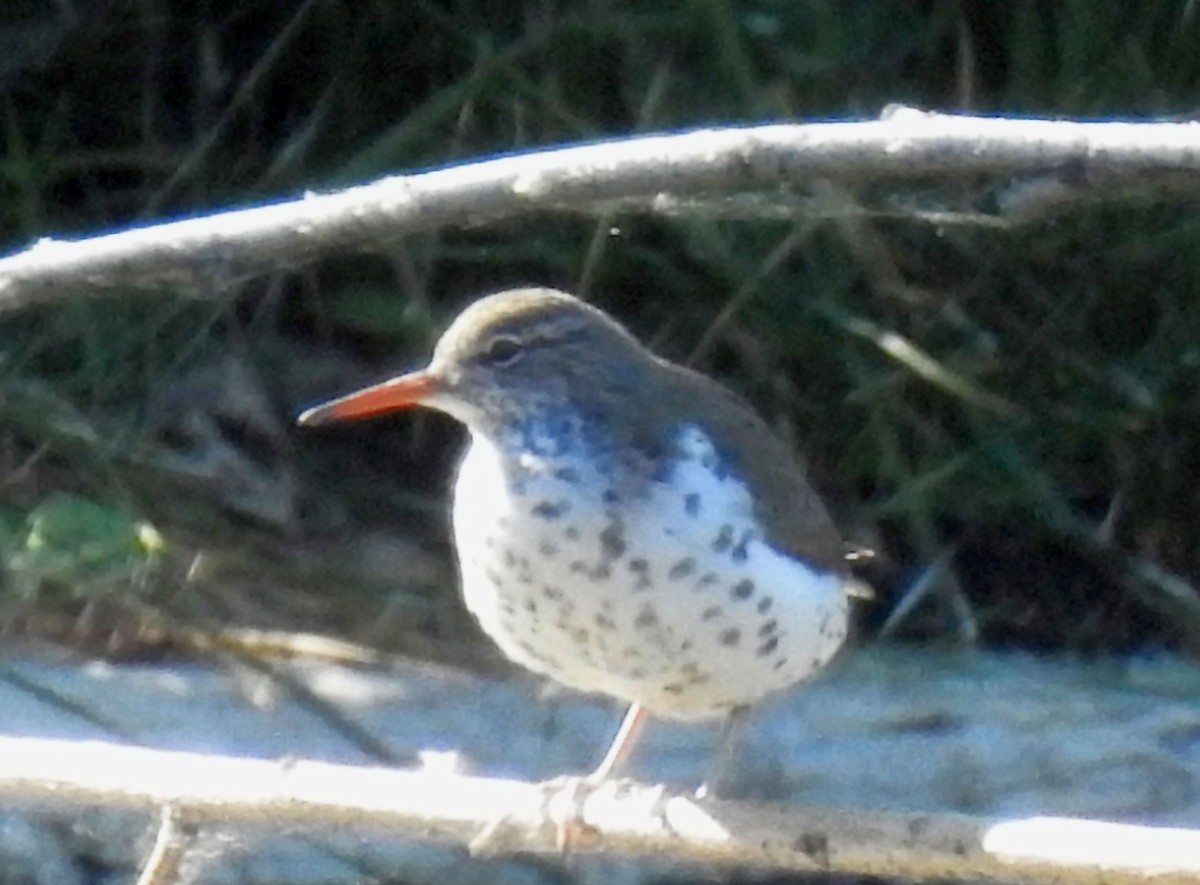 Spotted Sandpiper - ML153980241