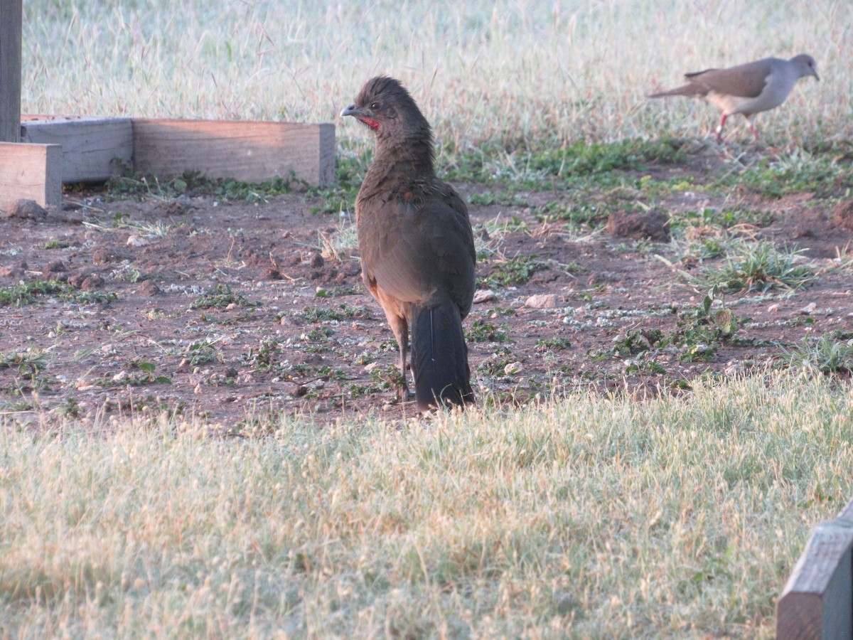 Plain Chachalaca - ML153982211