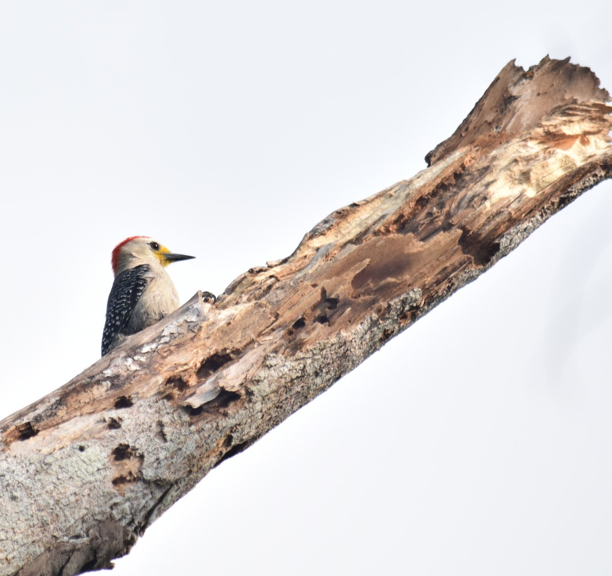 Yucatan Woodpecker - ML153983131