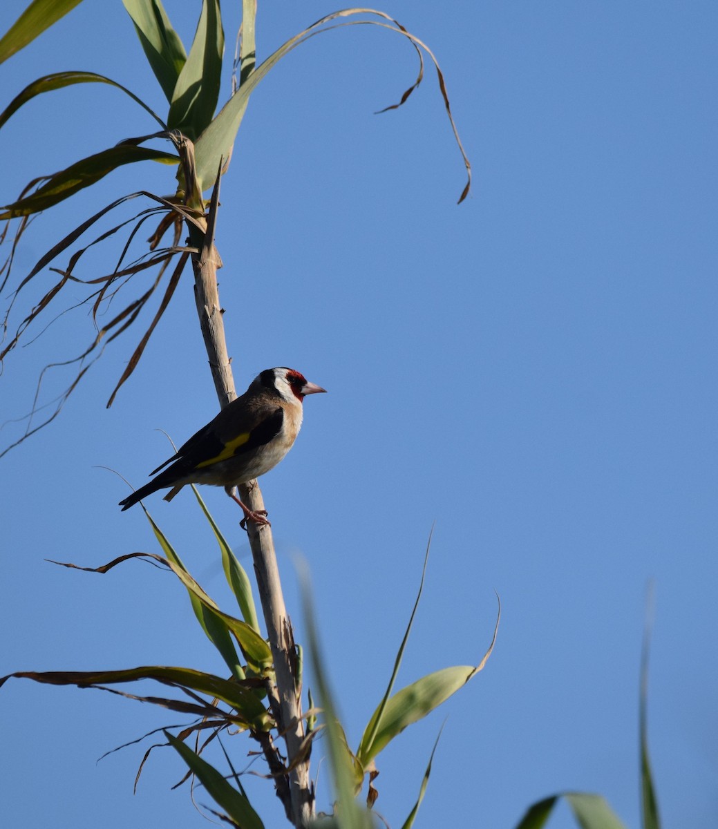 European Goldfinch - Luís Santos