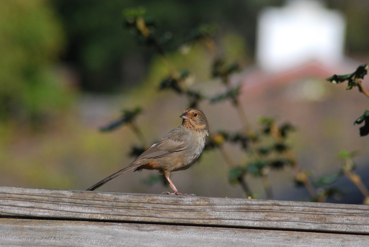 California Towhee - ML153985161