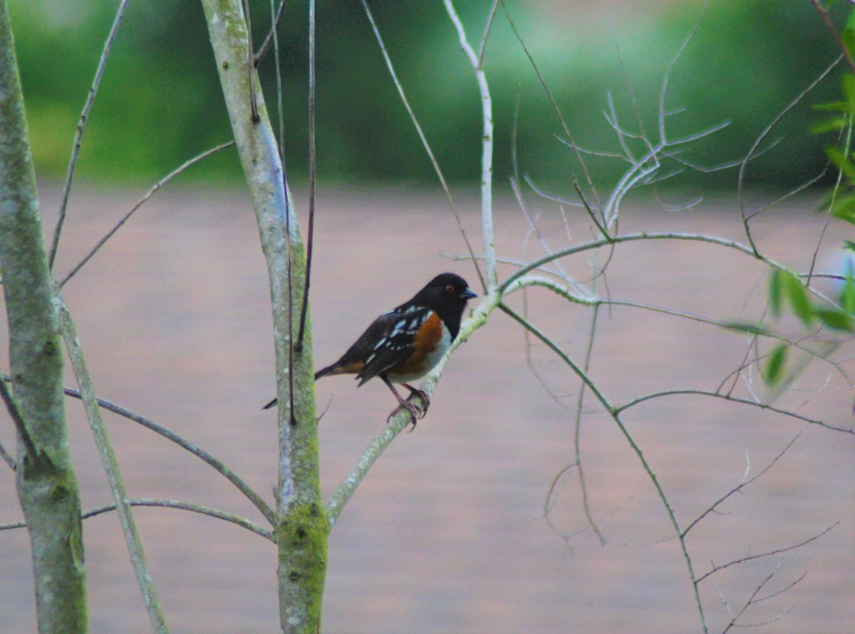 Spotted Towhee - ML153985231