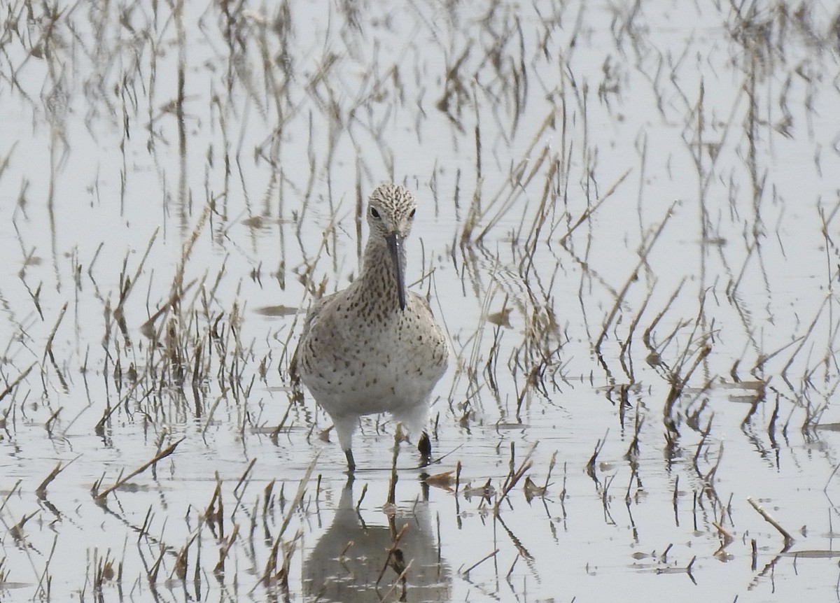 Willet - ML153985481