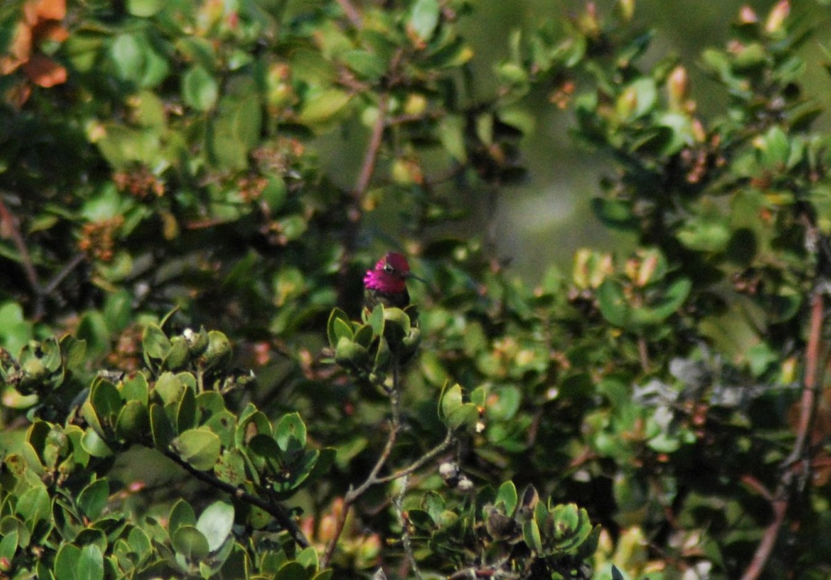 Anna's Hummingbird - ML153985901