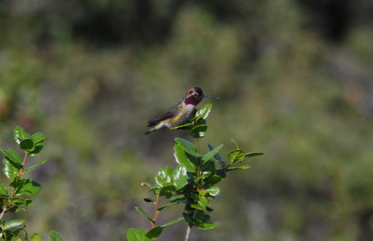Anna's Hummingbird - ML153985931