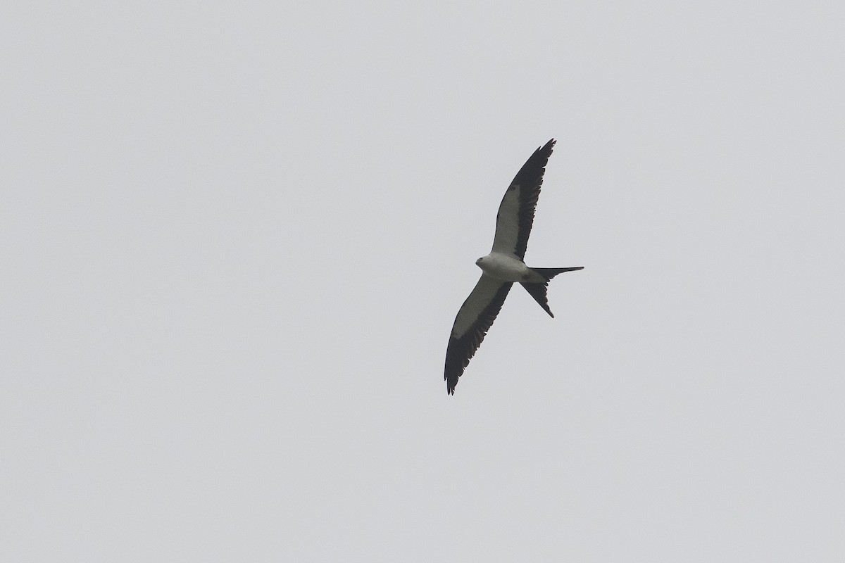 Swallow-tailed Kite - ML153986721