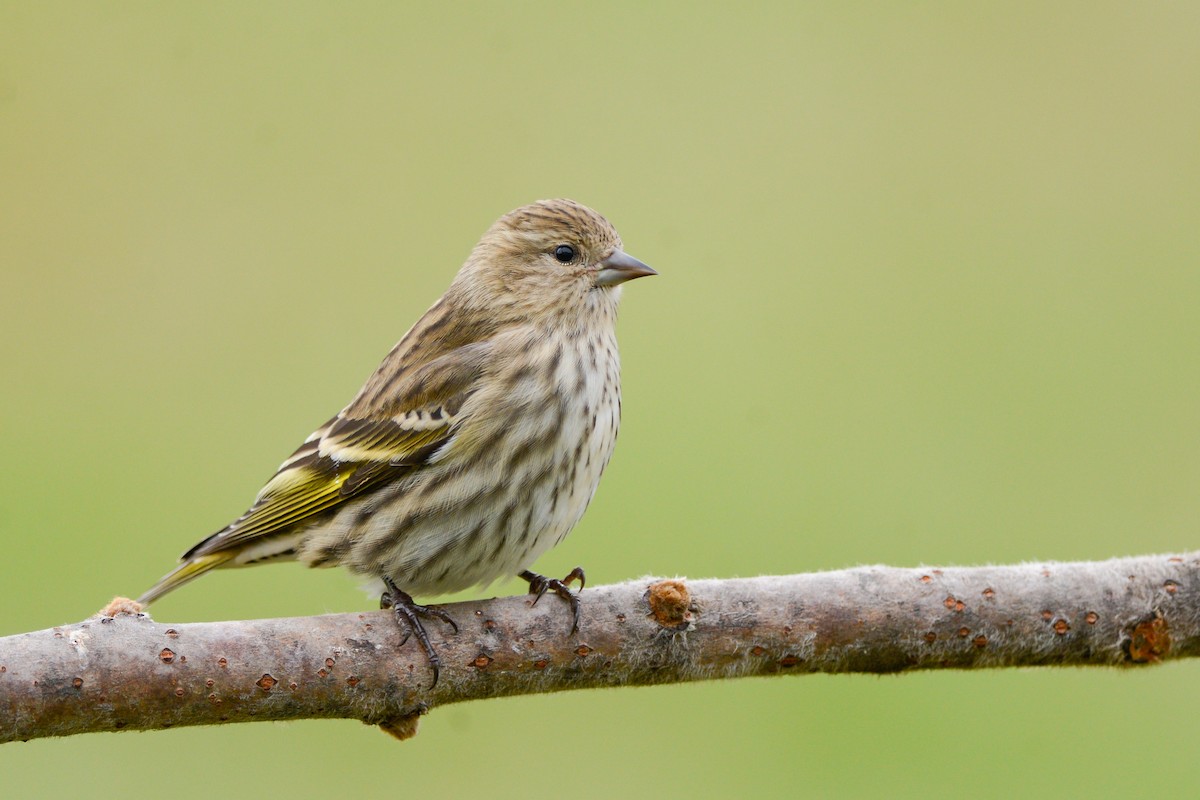 Pine Siskin - Daniel Irons