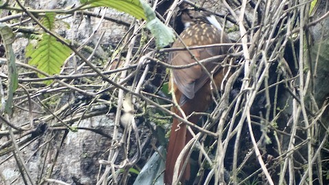 Streaked Tuftedcheek - David StClair