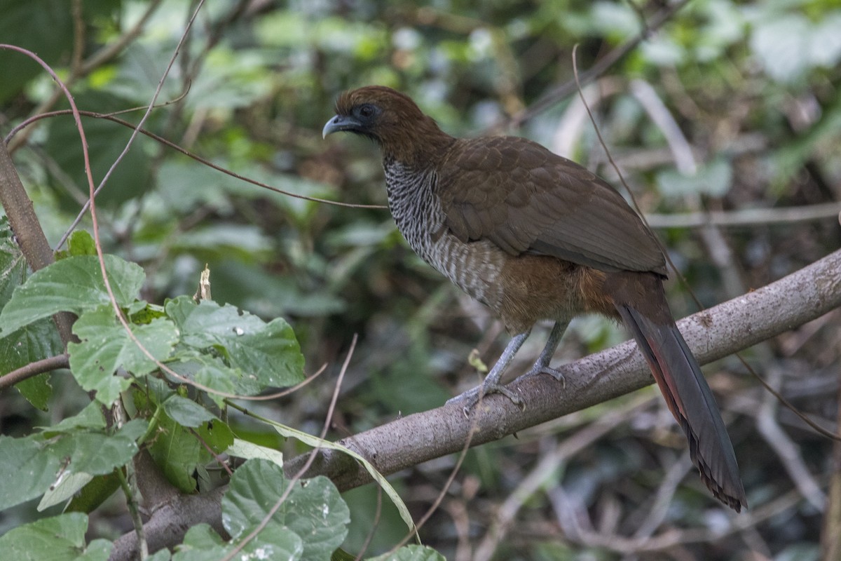 Scaled Chachalaca - ML153991271