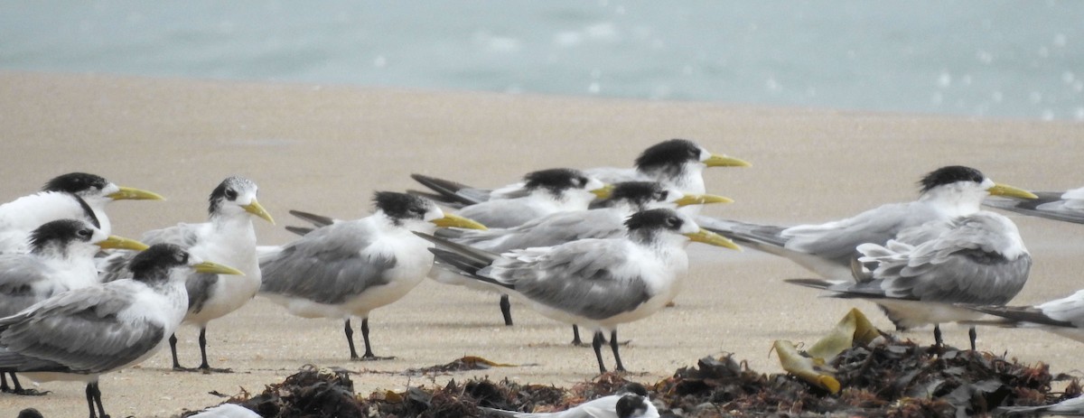 Great Crested Tern - Alan McCoy