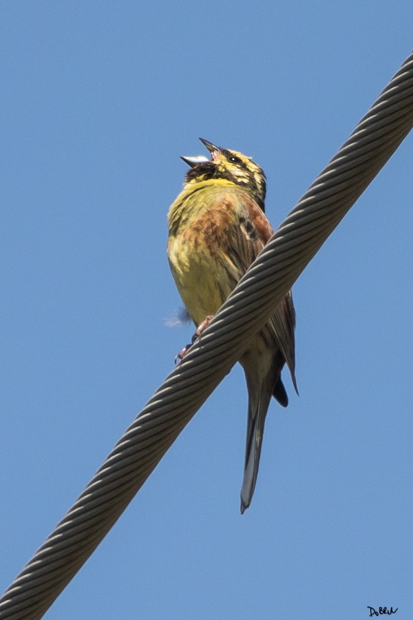 Cirl Bunting - ML153994341